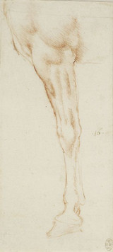 A Study of a Horse's Foreleg - Leonardo Da Vinci