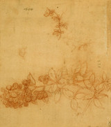 Botanical Studies 1 - Leonardo Da Vinci