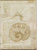 Drawing of the Uterus of a Pregnant Cow - Leonardo Da Vinci