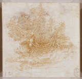 Botanical Studies 7 - Leonardo Da Vinci