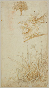 Botanical Studies 8 - Leonardo Da Vinci