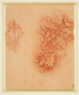 Botanical Studies 9 - Leonardo Da Vinci