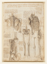 Skeleton Anatomy - Leonardo Da Vinci