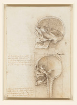 Study of the Human Skull - Leonardo Da Vinci