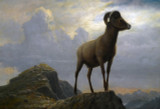 Study of a Bighorn Ram - Albert Bierstadt