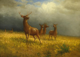 Three Deer and a Stag - Albert Bierstadt