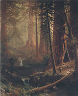 Giant Redwood Trees of California - Albert Bierstadt