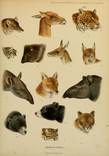Assorted Animal Busts 2 - Richard Lydekker