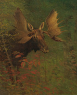 Study of a Moose - Albert Bierstadt
