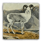 "Fannin's Mountain Sheep" Tumbled Stone Coaster