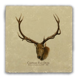 "Caspian Red Deer" Tumbled Stone Coaster