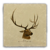 "Elk" Richard Lydekker Tumbled Stone Coaster