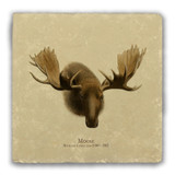 "Moose" Tumbled Stone Coaster