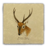 "Pampas Deer" Tumbled Stone Coaster