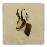 "Chamois" (Richard Lydekker) Tumbled Stone Coaster