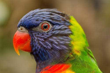 Bird's