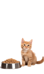 Cat's