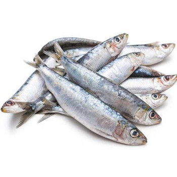 Sardine Fish Oman 1kg