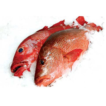 Red Hamoor - Grouper  1kg