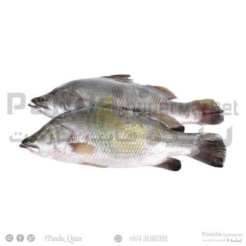 Seabass Qatar 1kg