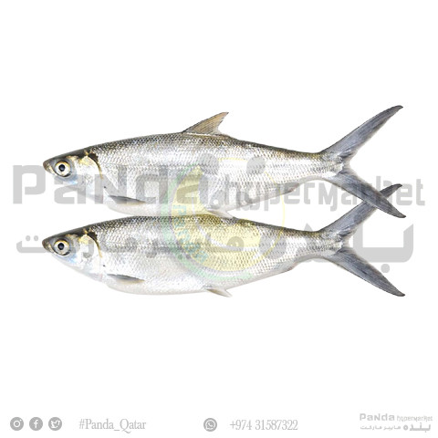 Milk Fish Doha 1Kg