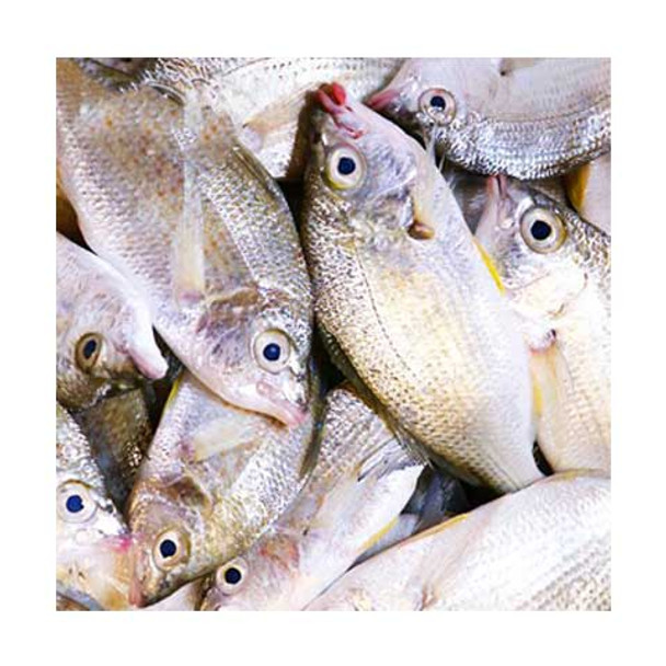 Badha Fish 1kg