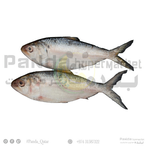 Hilsa Thody Fish 1kg