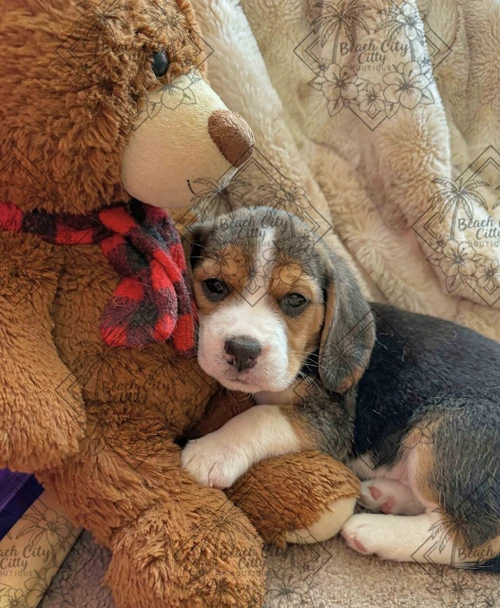 beagle puppy cuddling with teddy bear wrapped in blanket soft cozy heartwarming scene