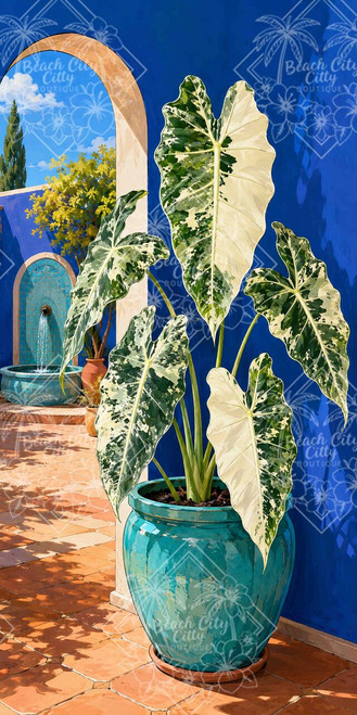 Cream and green variegated Alocasia in a turquoise planter against a cobalt blue courtyard wall with fountain.