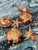 Beach City Boutique Sea Shell Soap Set - Beach House Mini Soaps - Coastal Decor, Custom Scented, Ocean-Inspired - Scallop, Snail Shell, Starfish, Urchin 
