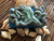 Beach City Boutique Octopus Soap, Rectangle 