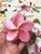 Beach City Boutique Plumeria Soap Set - Tropical Hawaiian Decor - Vegan Soap Gifts