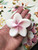 Beach City Boutique Plumeria Soap Set - Tropical Hawaiian Decor - Vegan Soap Gifts