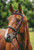 Bridle & Grace – Licensed Diamond Art Kit by Kristin Schwenke Block