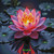 Vibrant Lotus Glow ©Taza Creations – Licensed Diamond Art - Made to Order