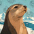 Graceful seal portrait with icy mountains and Arctic waters in a modern geometric illustration style.