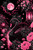 Black swan beneath a glowing pink full moon surrounded by lanterns, peonies, cherry blossoms and lotus flowers by Kelly Reins.