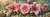 Country Rose Harvest ©Elly_A.I. - #MegaDrillChallenge2027 - Licensed Diamond Art Kit - Made to Order