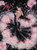Flamenco Rosé  ©Cocomarshmallow Art  – Licensed Diamond Art Kit - Made to Order