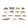 Wooden Reptile & Amphibian Blocks - Set of 15 Wooden Reptile & Amphibian Blocks - Set of 15