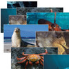 Sea Life Poster Set, Set of 14 Sea Life Poster Set, Set of 14