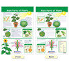 All About Plants Bulletin Board Charts, Set of 5