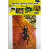 Insects & Bugs Real Life Learning Poster Card Set, Set of 14 Insects & Bugs Real Life Learning Poster Card Set, Set of 14