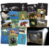 What’s Inside Animals Card Set