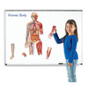 Double-Sided Magnetic Human Body Set, 17 Pieces