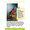 Animal Groups Vocabulary Readers Animal Groups Vocabulary Readers