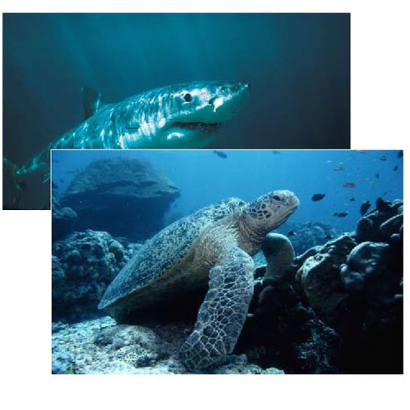 Sea Life Poster Set, Set of 14 Sea Life Poster Set, Set of 14