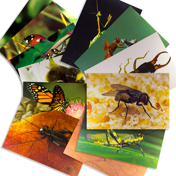Insects & Bugs Real Life Learning Poster Card Set, Set of 14 Insects & Bugs Real Life Learning Poster Card Set, Set of 14