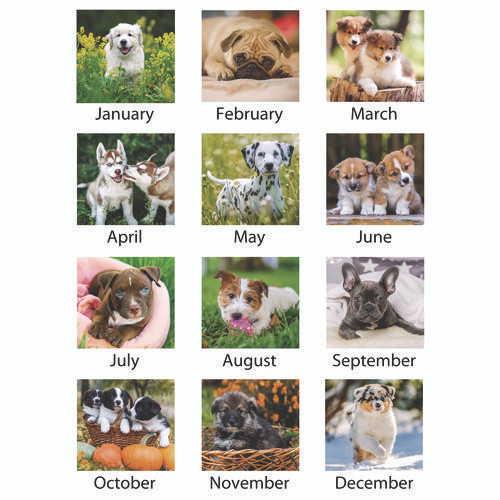 Puppies Monthly Desk Pad Calendar, Puppies Photography, 22 x 17, White Sheets, Clear Corners, 12-Month (Jan to Dec): 2025