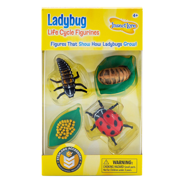 Ladybug Life Cycle Stages, 4 Per Set, 2 Sets